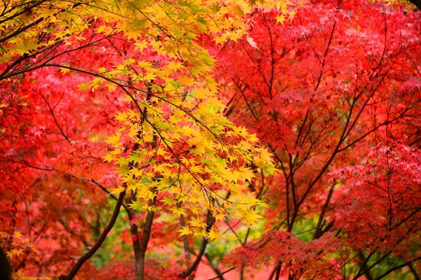 Vista para Momiji na temporada de outono — Fotografia de Stock