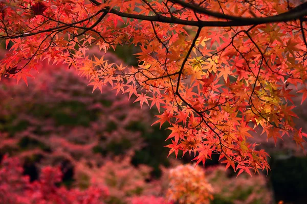 Momiji için sonbahar sezonunda görüntülemek — Stok fotoğraf