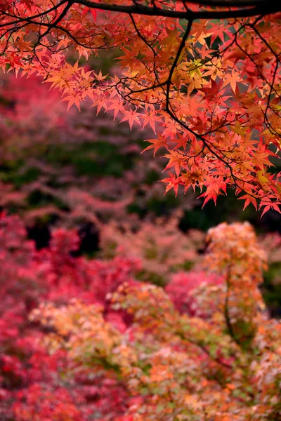 Vista para Momiji na temporada de outono — Fotografia de Stock