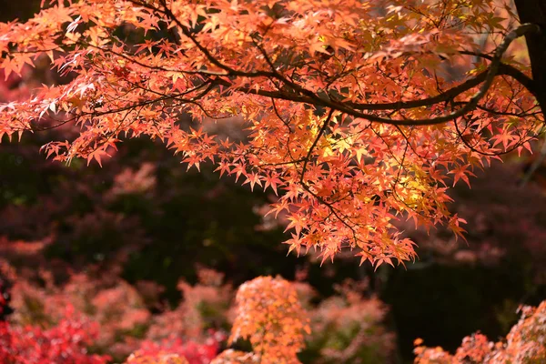 Vista a Momiji en temporada de otoño — Foto de Stock