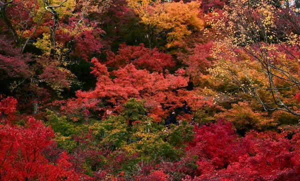 Met het oog op Momiji in herfst seizoen — Stockfoto