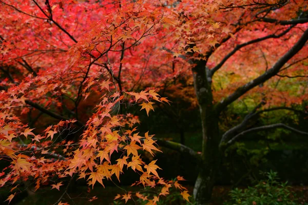 Lihat Momiji di musim gugur — Stok Foto