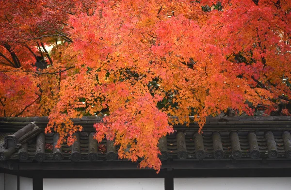 Lihat Momiji di musim gugur — Stok Foto