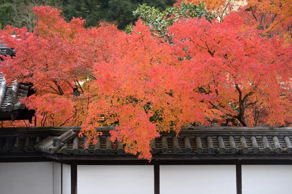 View to Momiji  in autumn season — Stock Photo, Image