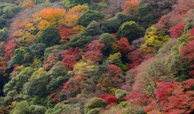 Momiji, Japonca akçaağaç Sonbahar sezonu