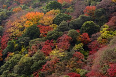 Momiji, Japonca akçaağaç Sonbahar sezonu