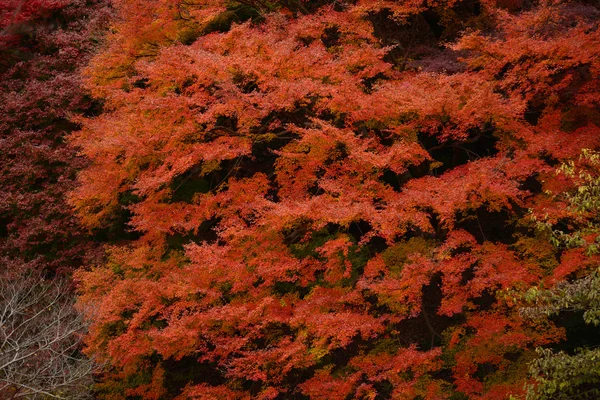 Momiji, ιαπωνικός σφένδαμνος στην φθινοπωρινή εποχή — Φωτογραφία Αρχείου