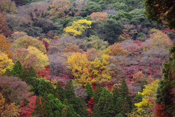 Momiji, ιαπωνικός σφένδαμνος στην φθινοπωρινή εποχή — Φωτογραφία Αρχείου