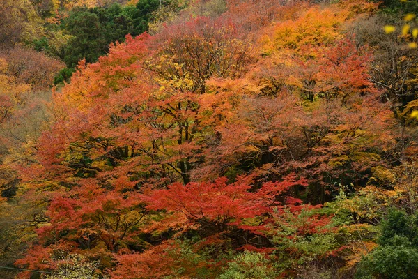 Momiji, Japonca akçaağaç Sonbahar sezonu — Stok fotoğraf