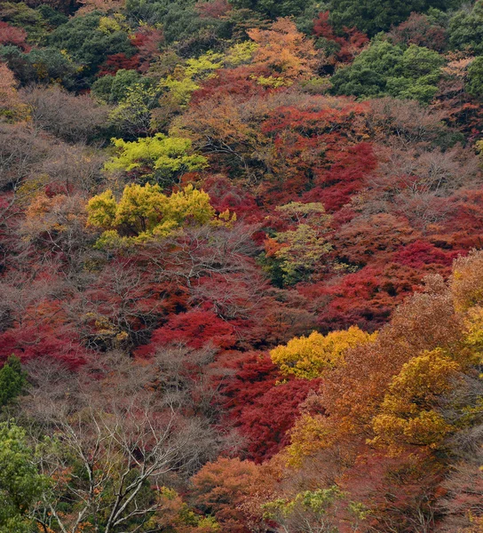 Momiji, ιαπωνικός σφένδαμνος στην φθινοπωρινή εποχή — Φωτογραφία Αρχείου