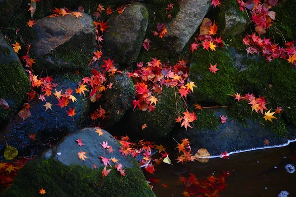 Japanese maple leaves on water surface — Stock Photo, Image