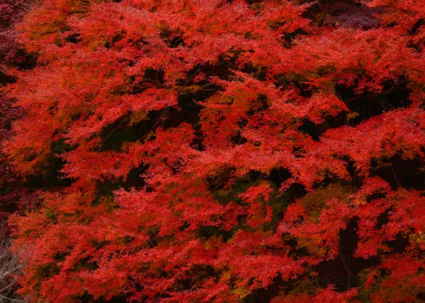 Momiji, Japansk lönn i höstsäsongen — Stockfoto