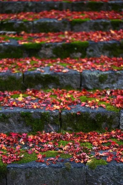 Momiji, bordo japonês na temporada de outono — Fotografia de Stock