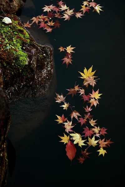 Japanese maple leaves on water surface — Stock Photo, Image