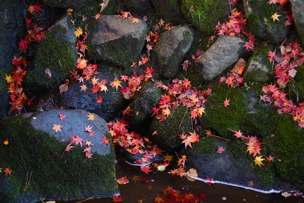 Japanese maple leaves on water surface — Stock Photo, Image