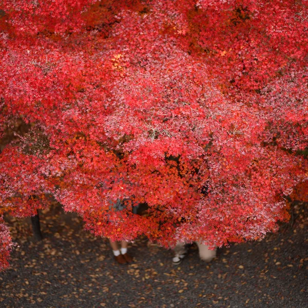 Momiji, Japanse esdoorn in de herfst seizoen — Stockfoto