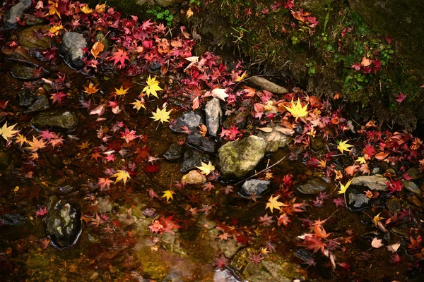 Momiji, érable japonais en automne — Photo
