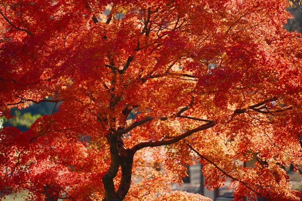 Momiji, japanischer Ahorn im Herbst — Stockfoto
