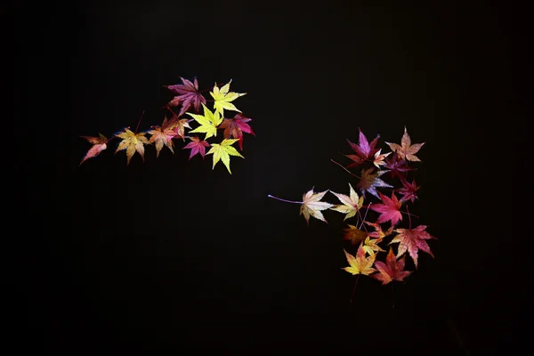日本のカエデの葉が水面に — ストック写真