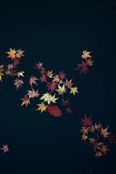 Japanische Ahornblätter auf Wasseroberfläche lizenzfreie Stockfotos
