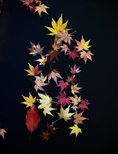 Japanse esdoorn bladeren op wateroppervlak — Stockfoto