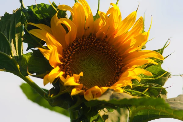 Yellow sunflower in the bright sun,Beautiful yellow sunflower bright sun