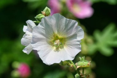 Yeşil arka planda beyaz yaban ördeği çiçeği