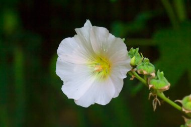 Yeşil arka planda beyaz yaban ördeği çiçeği