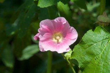 Yaz arkaplanı. Yeşil arka planda pembe mallow.