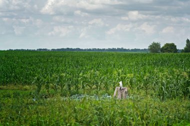 Korkuluk tarlada. Her şey için harika bir tasarım..