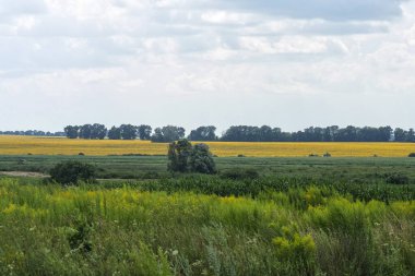 Arka planda ayçiçeği tarlası olan kırsal alan