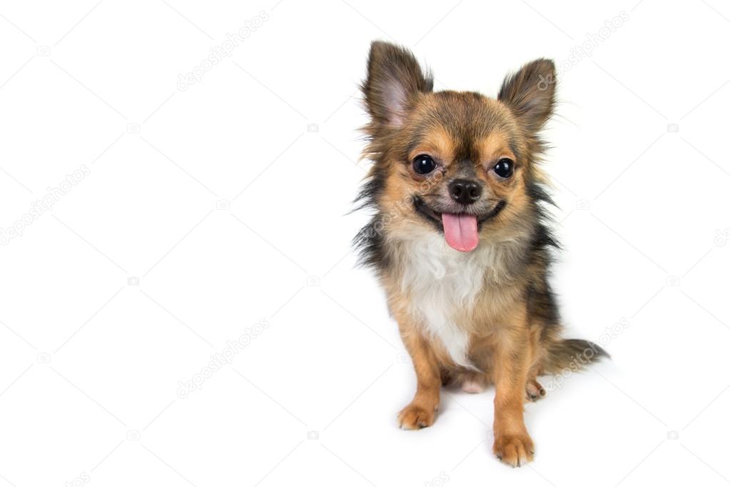 Chihuahua isolated on white background