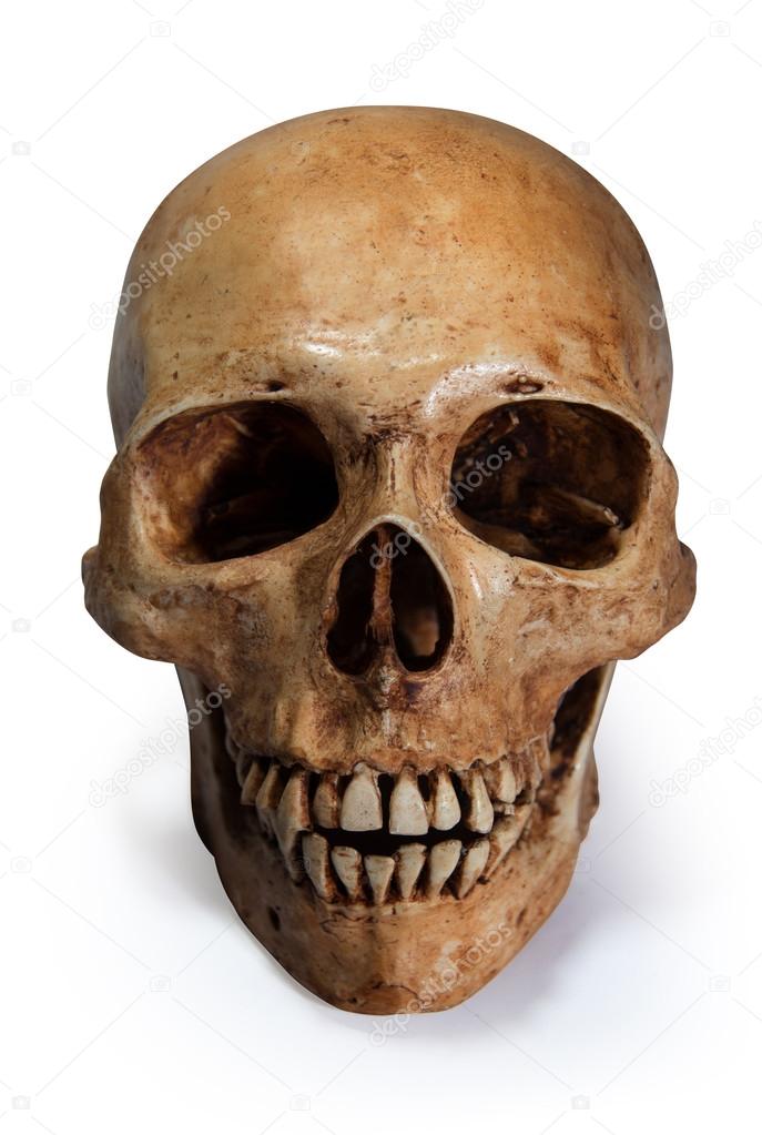 portrait of a skull