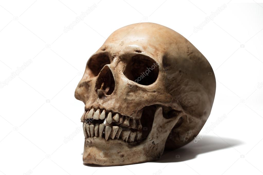 portrait of a skull