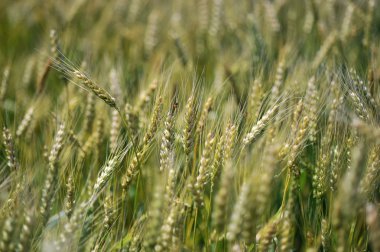 Genç buğday alanında