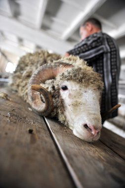 koyun geleneksel makas yamultma