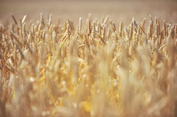 Feld aus reifem Weizen — Stockfoto