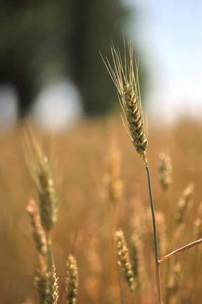 小麦の耳の緑 — ストック写真