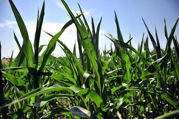 Corn field with young corn pests — Stock Photo, Image