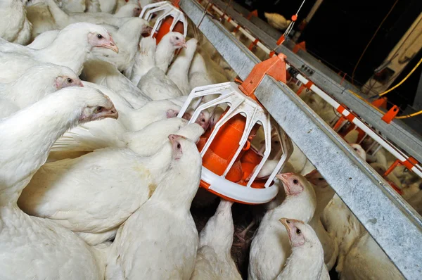 Frango branco em uma fazenda — Fotografia de Stock