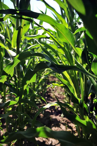 Corn field with young corn — Stock Photo, Image