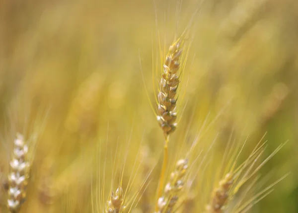 Trigo maduro en un campo — Foto de Stock