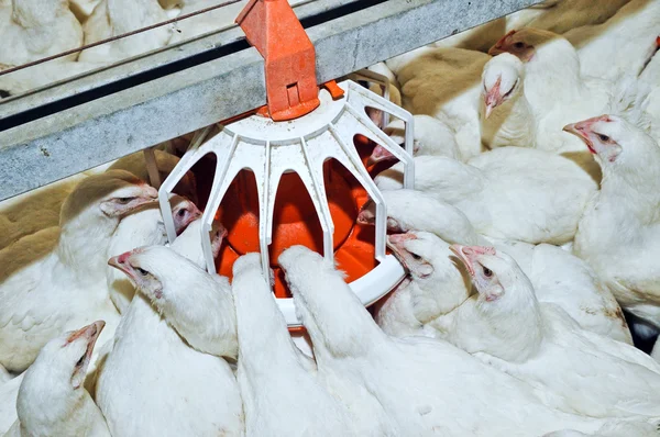 Белая курица на ферме — стоковое фото