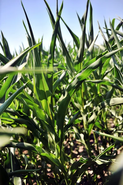 Campo di mais con mais giovane — Foto Stock