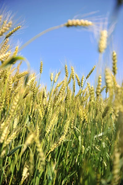 Campo de trigo e céu azul — Fotografia de Stock