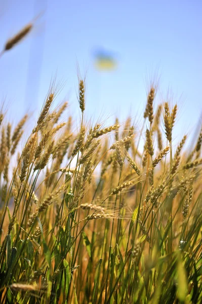 Campo de trigo e céu azul — Fotografia de Stock