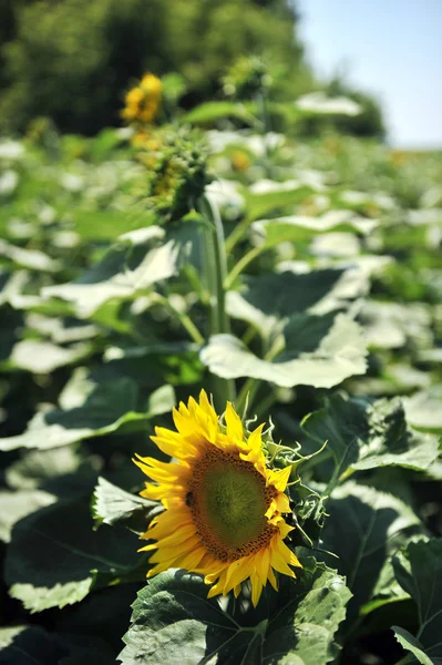 flower sunflower field