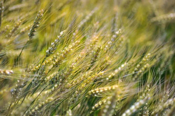 Tarweveld klaar om te worden geoogst. — Stockfoto