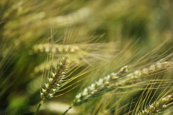 Trigo joven en el campo — Foto de Stock