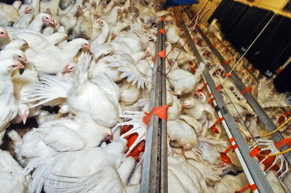 Poulet blanc dans une ferme — Photo